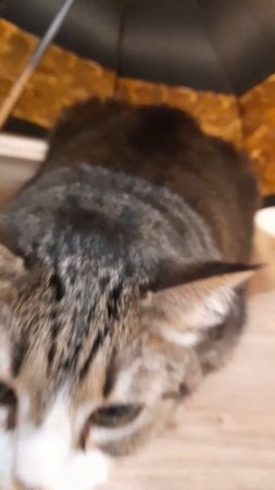 Кошка Шпилька