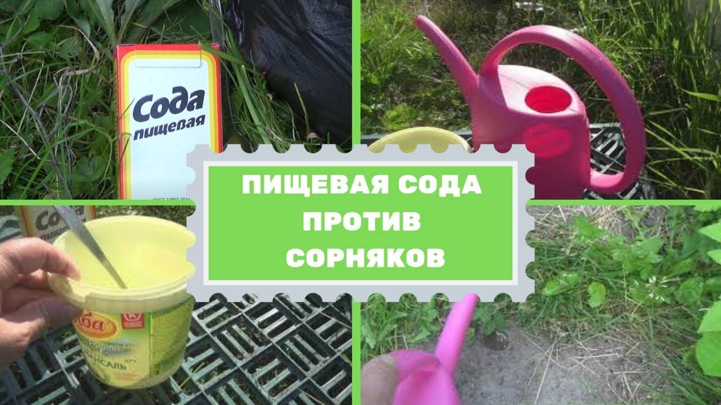 Пищевая сода против сорняков: способ борьбы с сорняками. Как бороться с сорняками? очень просто