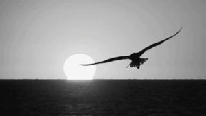 8 Путь домой Вячеслав БезверхнихПесни СВОВоенные песниАрмейские песни720