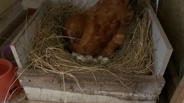 Помыла всё-таки яйцо у квочки пушистой мамани_ странные яйца сегодня_ 4 марта 2025 года смотреть онлайн