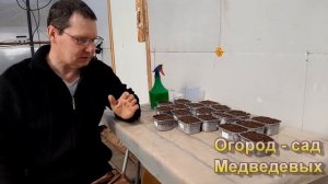 Замачивание, посев  и всходы перцев и баклажанов