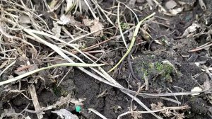 15.04.2024  стычка Polyctena vs lasius niger