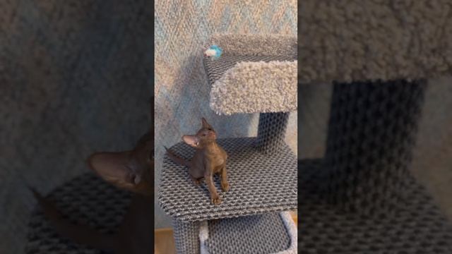Ориентальные котята