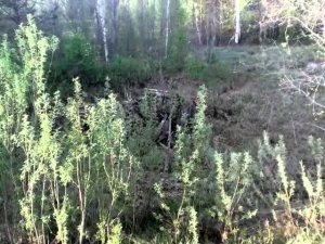 Поиск монет. По старой дороге.