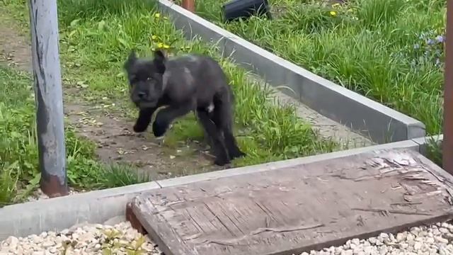 Прекрасный мальчик, охранник и друг! смотреть онлайн