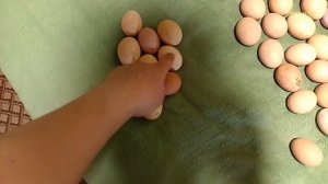 Проверил яйца в инкубаторе на Овоскопе.