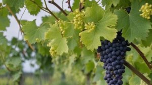 Виноград Дюжина характеристика и описание сорта, посадка и уход, особенности выращивания - Ягоды