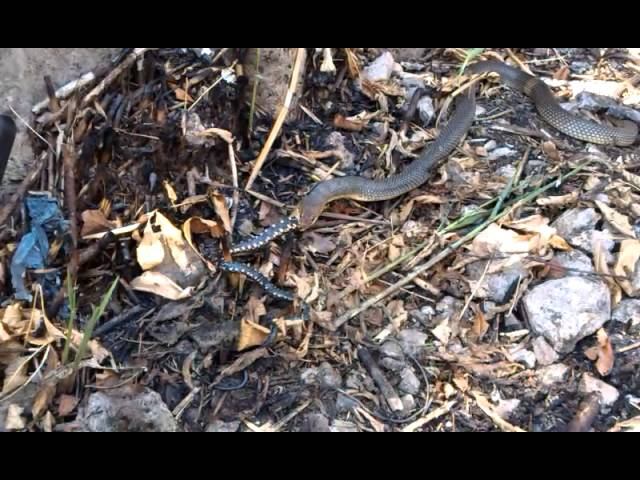 Завтрак гадюки!