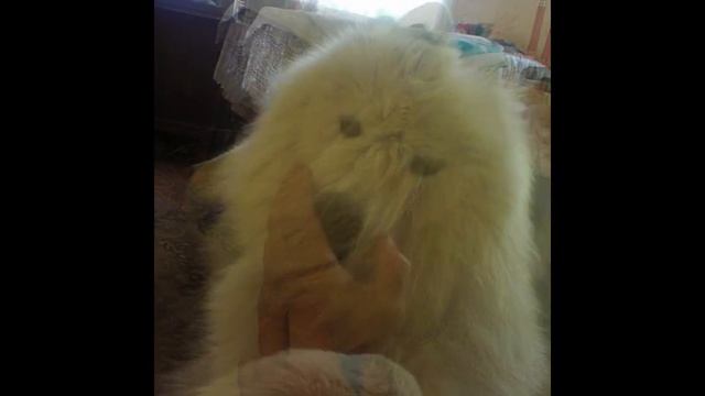 Жизнь в Черусти смотреть онлайн