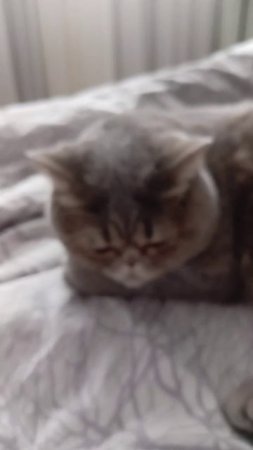 Миленькая кошечка по имени Бетти ❤️😺❤️
