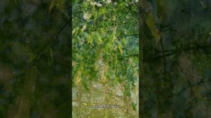 11 апреля - Берещенье - славянский праздник.