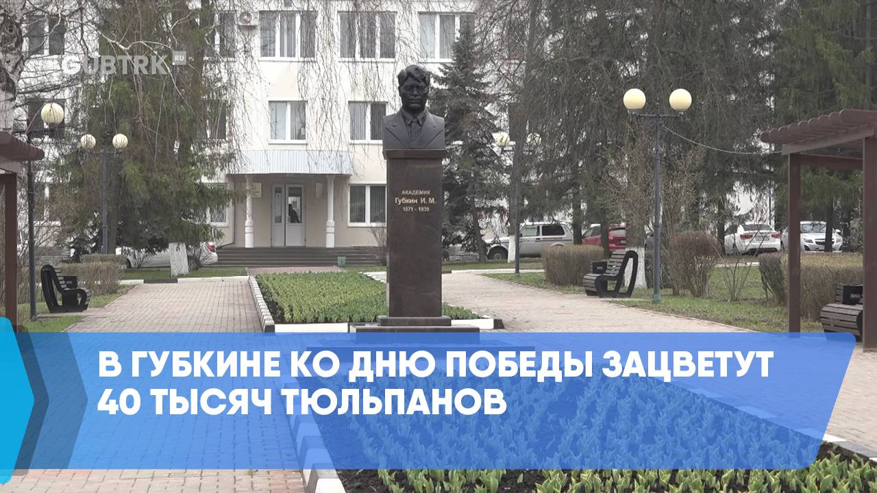 В Губкине ко Дню Победы зацветут 40 тысяч тюльпанов