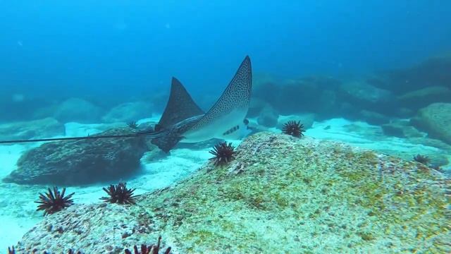 Bora Bora French Polynesia 🇵🇫, Collection Of Beautiful Sceneries Of Bora Bora. Full HD [Ultra 4k] смотреть онлайн