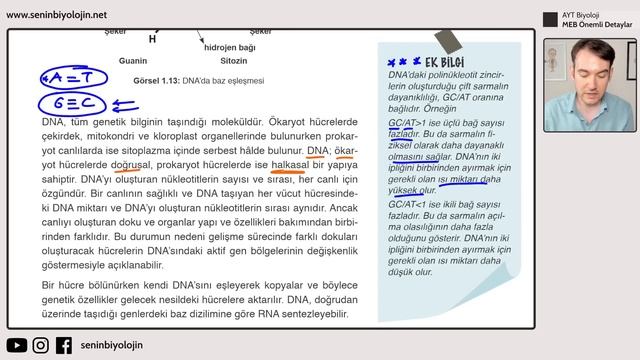 POTANSİYEL ÖSYM SORUSU ! DNA'YI OLUŞTURAN ZİNCİRLERİN HANGİ DOĞRULTUDA İLERLEYECEĞİ SORUNSALI ?