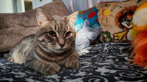 деревенский кот в деревне, деревенские будни и атмосфера уюта, коты и кошки