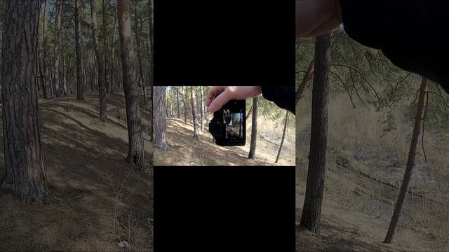Ушел в лес с Canon R8