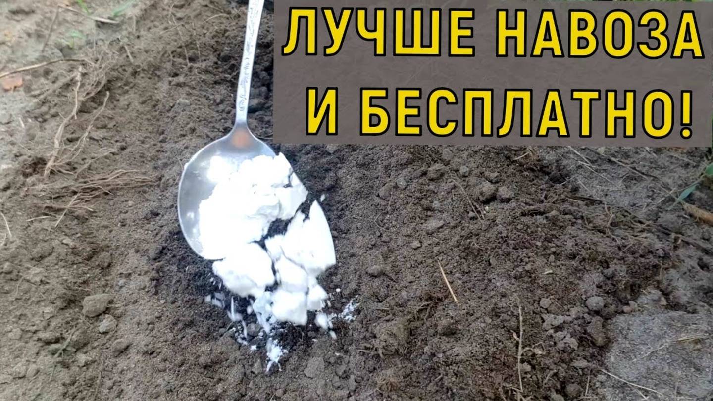 Я В ШОКЕ 1 ЛОЖКА И ЗЕМЛЯ 10 РАЗ ПЛОДОРОДНЕЕ. Удобрение почвы
