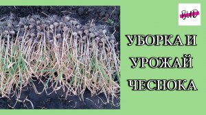 УБОРКА И УРОЖАЙ ОЗИМОГО ЧЕСНОКА В 2024 ГОДУ.