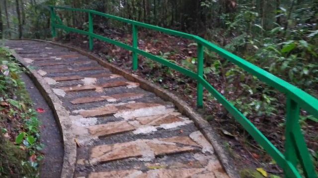 Mount Kinabalu Botanical Garden, Kinabalu Park / Bornean Green Magpie Feeding On Big Caterpillar