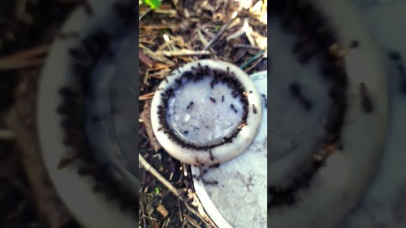#ants like it #sweet this way