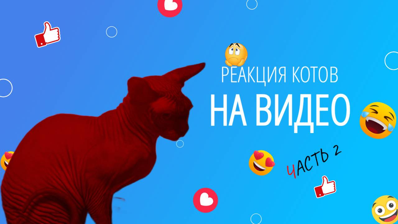 ТЕСТИРУЕМ НА КОТАХ, ВИДЕО ДЛЯ КОТОВ