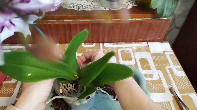 Орхидея Анастасия учится летать 🙃🙃🙃 Последствие полёта ☺️☺️☺️