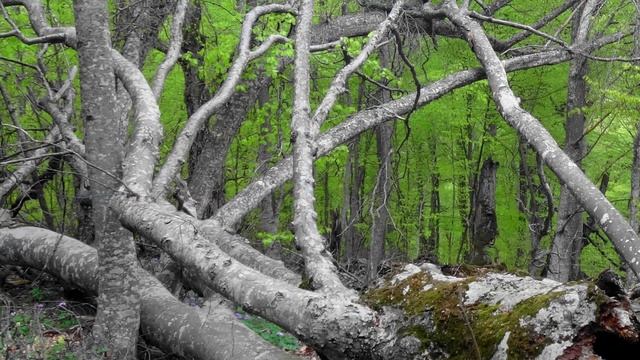 №177.  4-ый день СЛАЙД-ШОУ