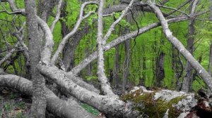 №177.  4-ый день СЛАЙД-ШОУ