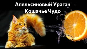 Про рыжих кошек