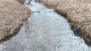 Ну вот проснулся ручей и всё вокруг оживает.