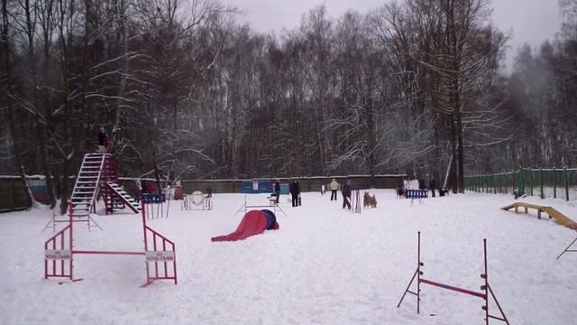 Тренировка аджилити, 23.12.13, Юникс смотреть онлайн