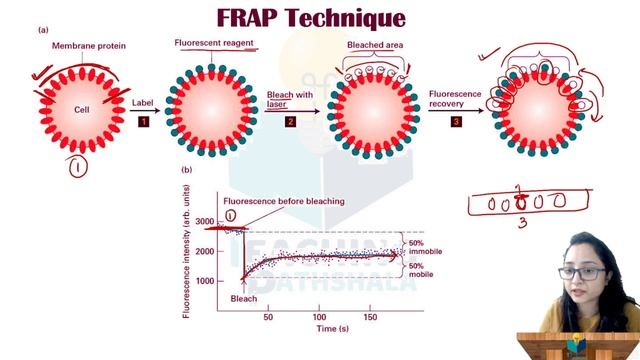 FRAP: Fluorescence Recovery After Photobleaching || Technique || Cell biology