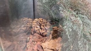 Хижина змеелова в Мосзоо. Ядовитые змеи. Часть 1