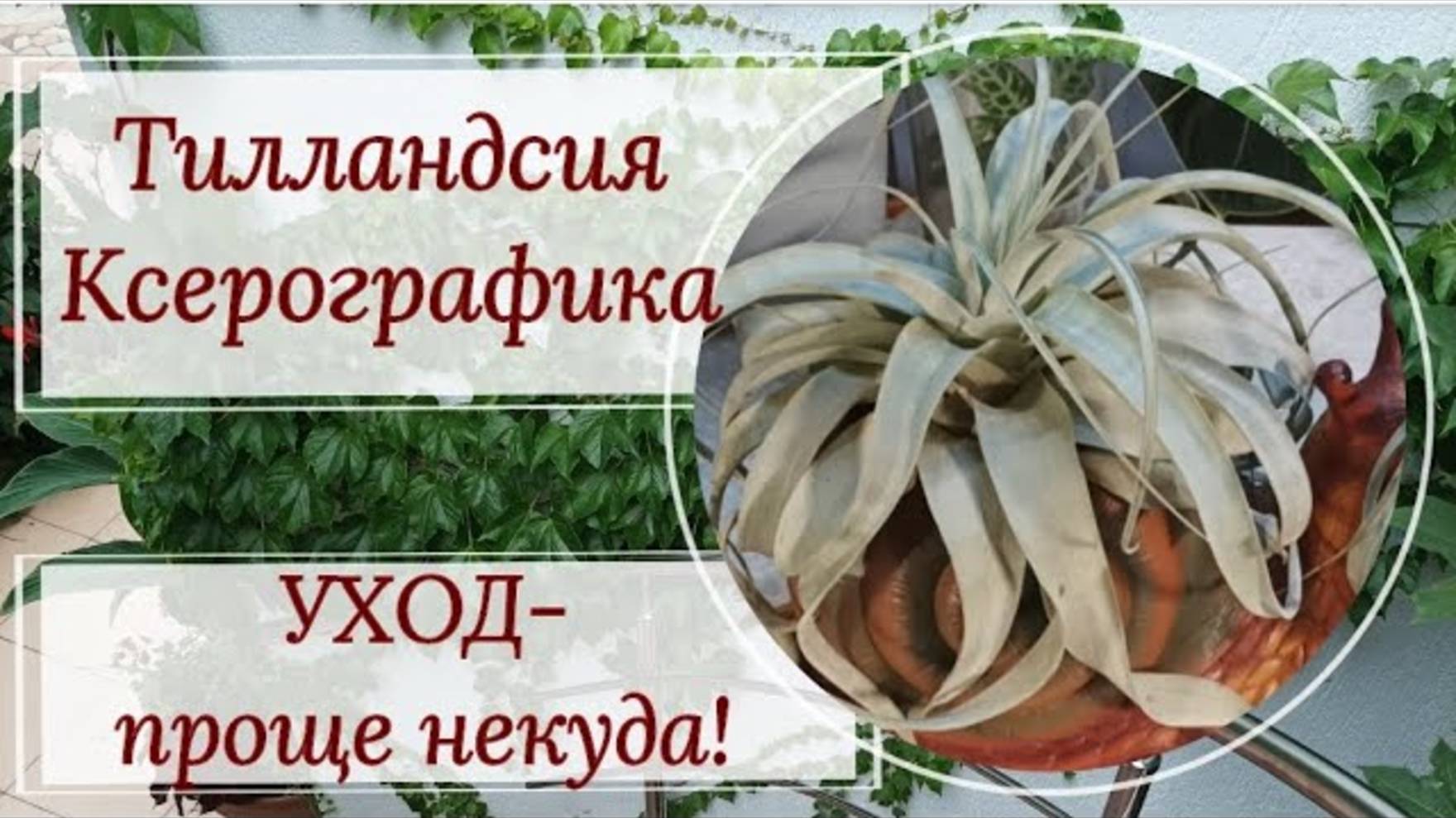 Тилландсия Ксерографика, уход. 😉