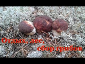 Отдых, лес, сбор грибов.