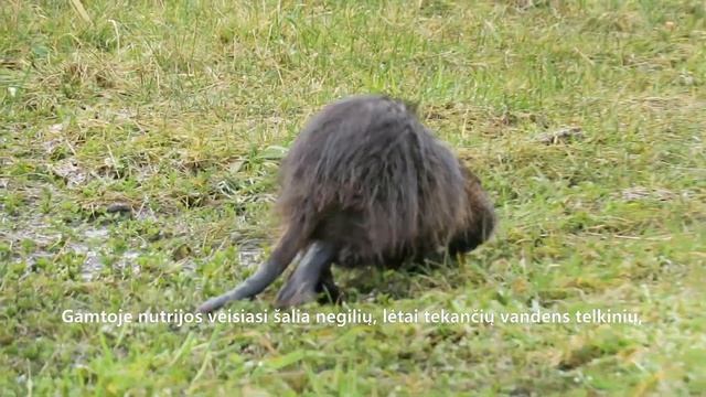 Kaip atskirti nutriją nuo bebro? смотреть онлайн