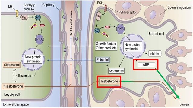 Hormones of the Testes