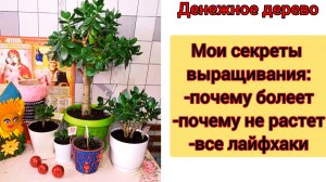 ОБЗОР Денежных Деревьев