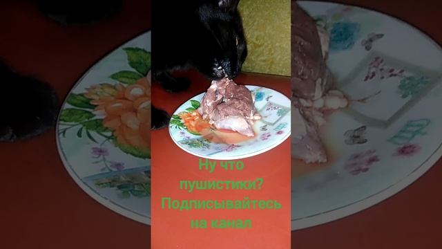 Кошачий мукбанг