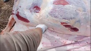 PMD 10  разделка бычка.