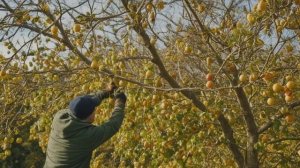 Голубика осенью уход и подготовка к зимнему укрытию, типичные ошибки - Ягоды