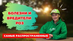 Самые распространенные болезни роз и как с ними бороться