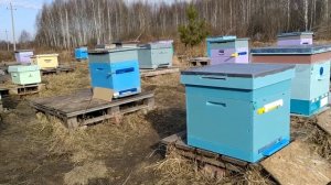 26_27 марта 20 Зимовка окончена_ Ниж_ая область. Пересадка в новые ульи. Установка полосок от клеща.