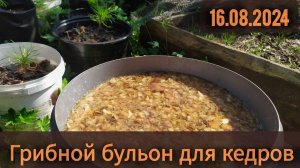 Грибная закваска для хвойных. Часть 1