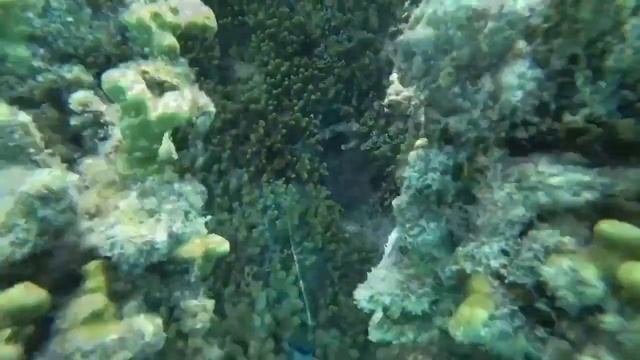 Остров Thoddoo, Maldives 2018! смотреть онлайн