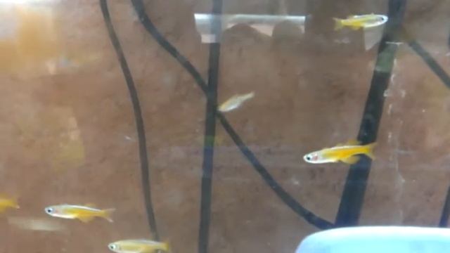 fishdiscount Pseudomugil Paskai red neon смотреть онлайн