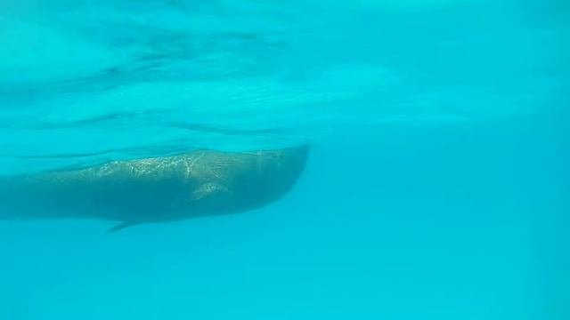 Морской лев смотреть онлайн