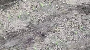 На даче сеем, сажаем, кормим.