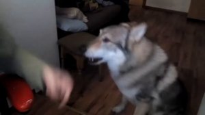 Домашний волк после еды