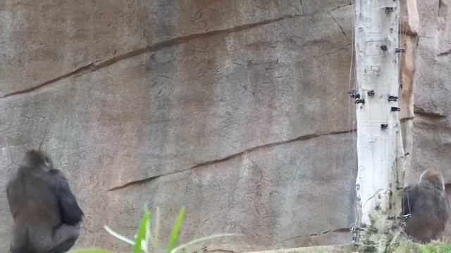 Gorilla Frank and Imani lunch ゴリラ　フランクとイマニママお昼　サンディエゴサファリパーク смотреть онлайн